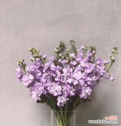 探索紫罗兰在不同文化中的含义和象征 紫罗兰花语的意义及象征性