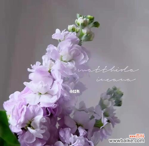 探索紫罗兰在不同文化中的含义和象征 紫罗兰花语的意义及象征性