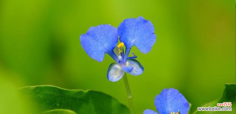 古老花语的传承与神奇传说的脉络 紫露草的花语与传说——悠久历史中的神秘之花