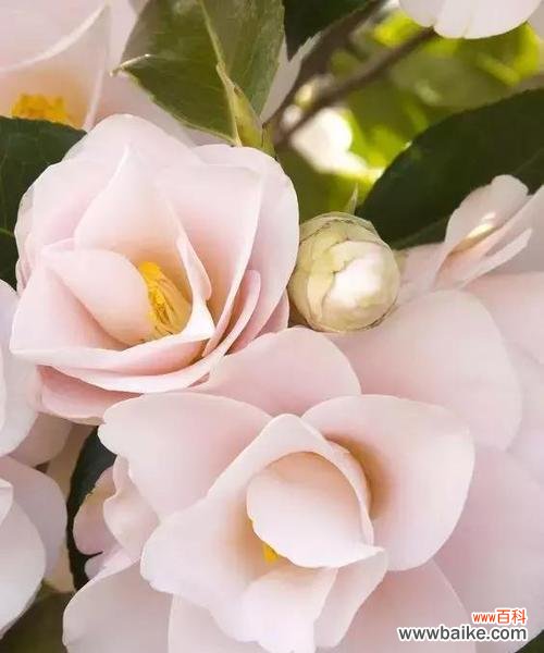 探寻紫边碧玉椒草的医疗价值和情感寓意 紫边碧玉椒草的神奇功效与花语