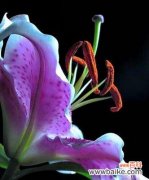 揭开紫色百合花背后的神秘面纱 紫色百合花的意义与象征