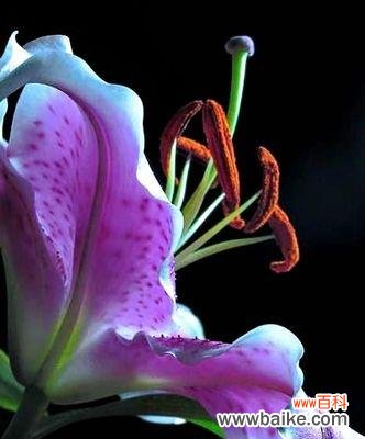 揭开紫色百合花背后的神秘面纱 紫色百合花的意义与象征