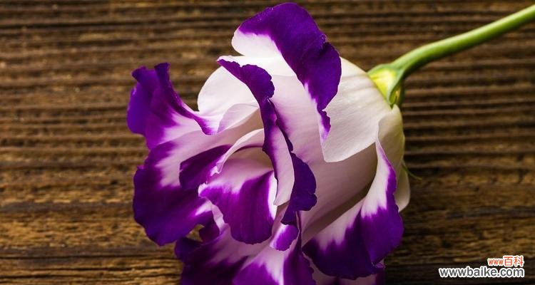 揭开紫色百合花背后的神秘面纱 紫色百合花的意义与象征