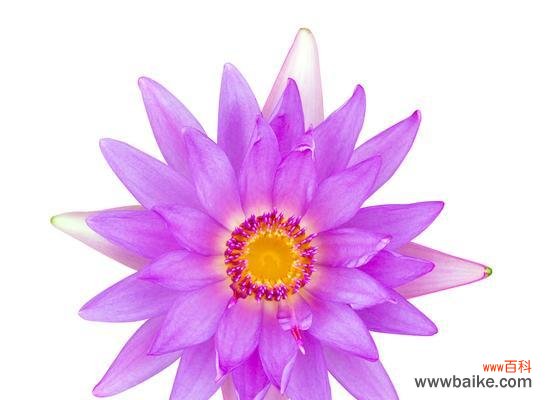 揭开紫色百合花背后的神秘面纱 紫色百合花的意义与象征