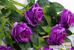 探寻紫玫瑰的情感寓意和文化象征 紫玫瑰的花语及其代表意义