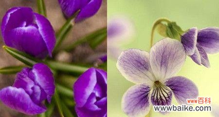 探索紫罗兰花语的隐含含义 紫罗兰花语的深刻寓意