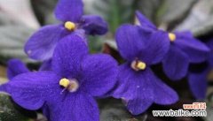 揭秘紫罗兰花的花语与文化底蕴 紫罗兰花的象征意义及其美丽内涵