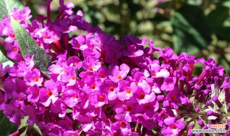 探寻紫罗兰之谜 紫罗兰的花语与传说