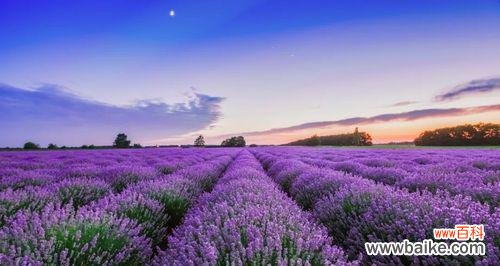 透过紫色薰衣草 紫色薰衣草的花语——等待爱情的奇迹