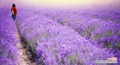 透过紫色薰衣草 紫色薰衣草的花语——等待爱情的奇迹