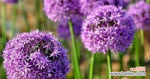 紫色风信子的花语深入解读 紫色风信子花语