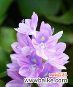 紫色风信子的花语深入解读 紫色风信子花语