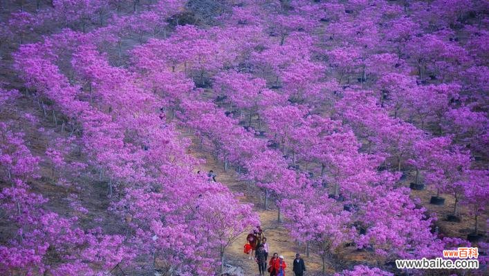 探索紫色风铃花的神秘与美丽 紫色风铃花的象征意义