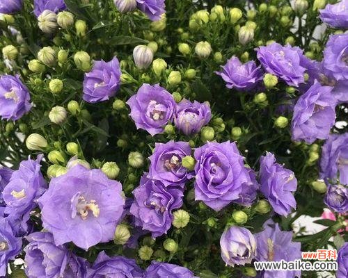 探索紫色风铃花的神秘与美丽 紫色风铃花的象征意义