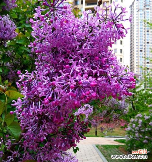 揭秘丁香花的神秘花语 紫色丁香花的花语及其含义