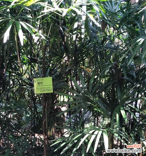 以竹为师 探秘棕竹的深刻寓意