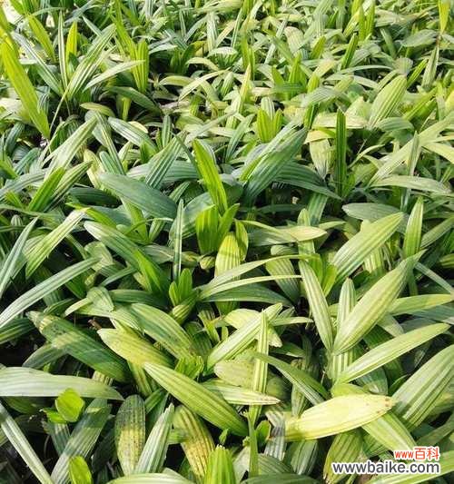 以竹为师 探秘棕竹的深刻寓意