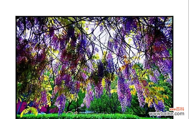 解读紫藤花的美丽与哲学 紫藤花的寓意及象征意义