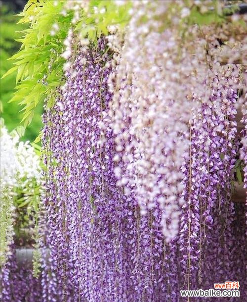 解读紫藤花的美丽与哲学 紫藤花的寓意及象征意义