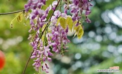 紫藤的花语与寓意 紫藤