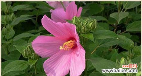 探寻芙蓉花的美丽寓意与象征意义 芙蓉花的花语与代表意义