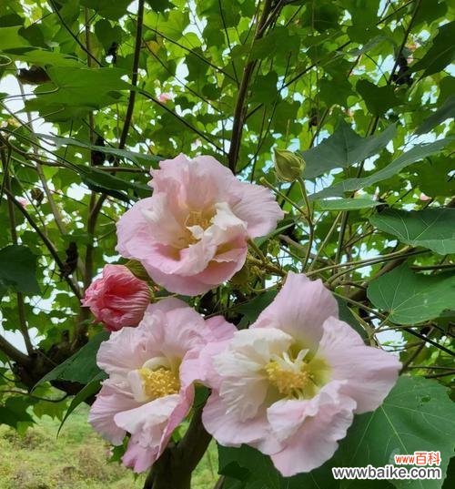 探寻芙蓉花的美丽寓意与象征意义 芙蓉花的花语与代表意义