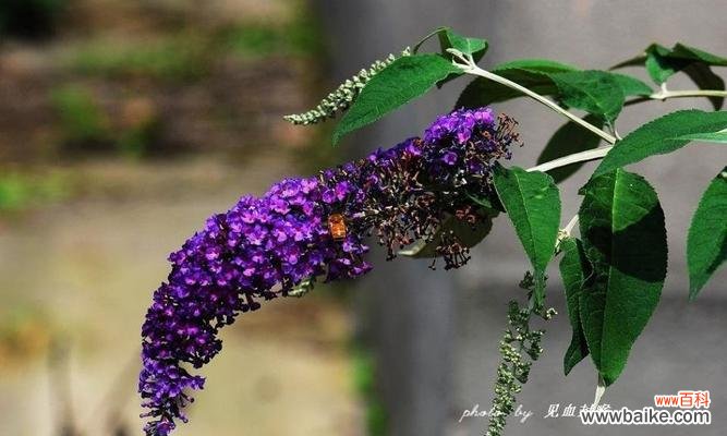 探寻醉鱼草的神秘魅力及其文化象征 醉鱼草的花语与文化背景