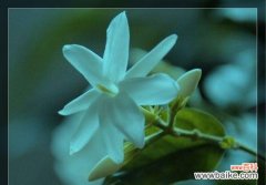 茉莉花的花语 茉莉花的花语与送花意义