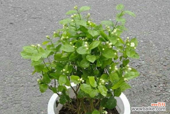 花中清香 茉莉花的象征意义