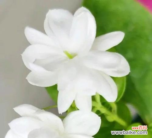 花中清香 茉莉花的象征意义