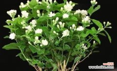探寻茉莉花的神秘之美 茉莉花的美丽与象征