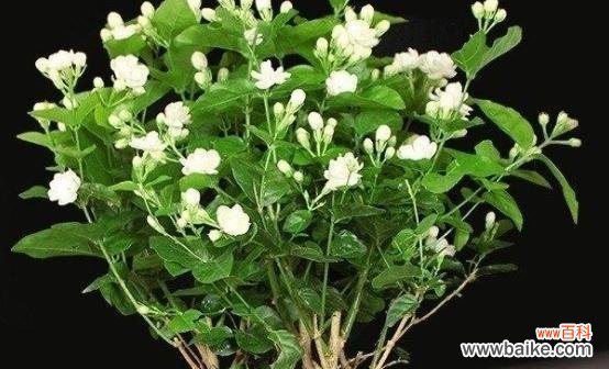 探寻茉莉花的神秘之美 茉莉花的美丽与象征