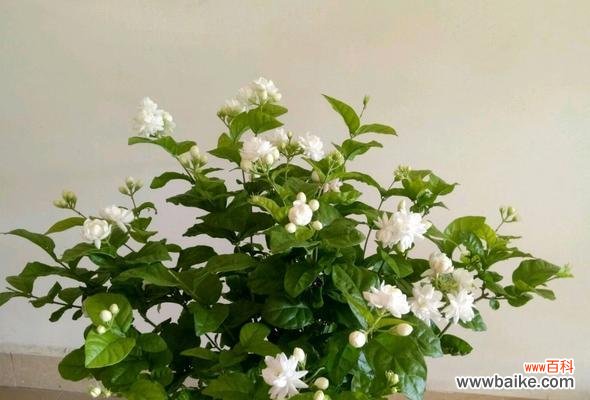 探寻茉莉花的神秘之美 茉莉花的美丽与象征