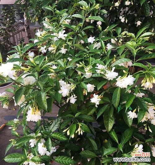 探寻茉莉花的神秘之美 茉莉花的美丽与象征