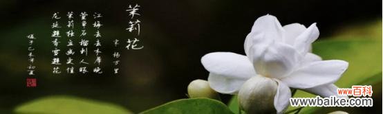 茉莉花的柔美与坚韧 茉莉花的花语与故事