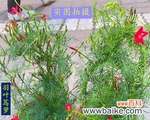 以茑萝传递的花语和文化之美 茑萝之美
