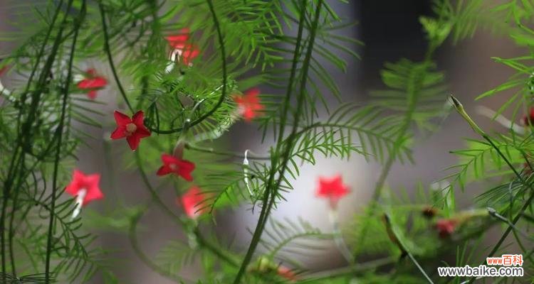 以茑萝传递的花语和文化之美 茑萝之美