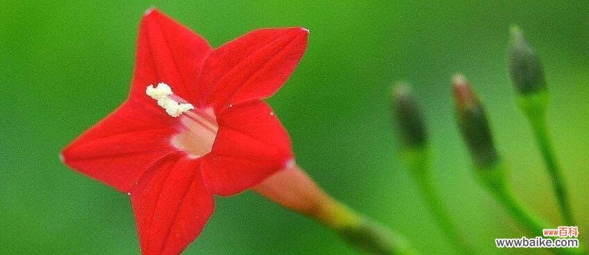 一朵寓意深远的茑萝花 茑萝花的花语和寓意