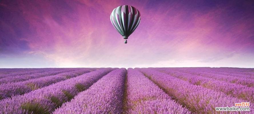 薰衣草的象征意义和疗愈力量