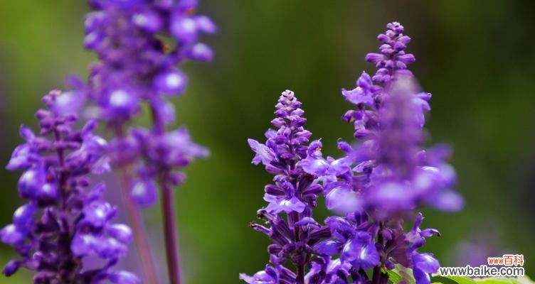 薰衣草的象征意义和疗愈力量