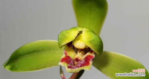 深入探究蕙兰的花语及其隐含的意义 以蕙兰的花语和象征意义为主题的文章