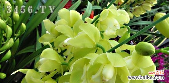 深入探究蕙兰的花语及其隐含的意义 以蕙兰的花语和象征意义为主题的文章