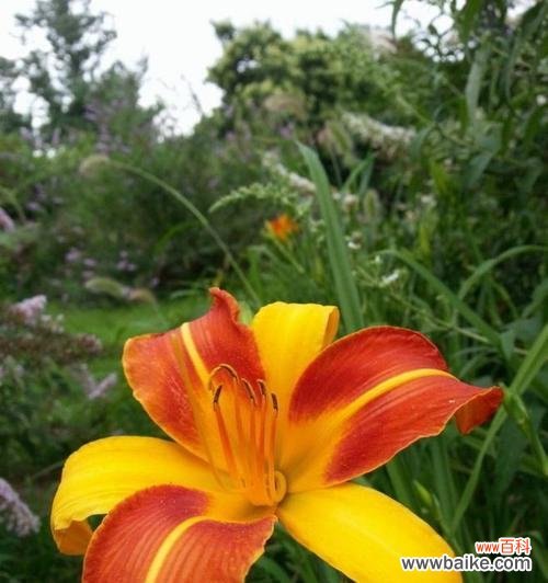 探寻萱草花的象征意义与文化内涵 萱草花的寓意与象征——浪漫、坚韧与希望