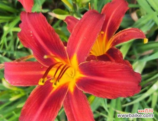 探寻萱草花的象征意义与文化内涵 萱草花的寓意与象征——浪漫、坚韧与希望