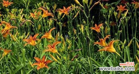 探寻萱草花的象征意义与文化内涵 萱草花的寓意与象征——浪漫、坚韧与希望