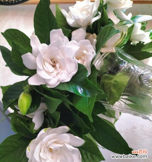 花开如约 栀子花，芳香的爱之语