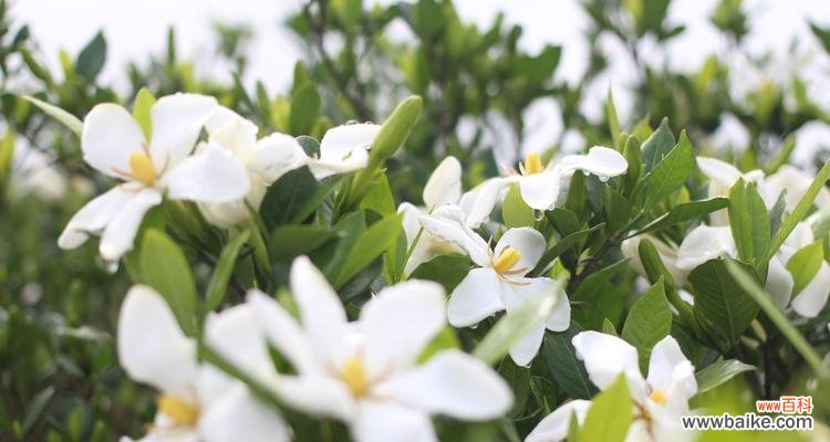 花开如约 栀子花，芳香的爱之语