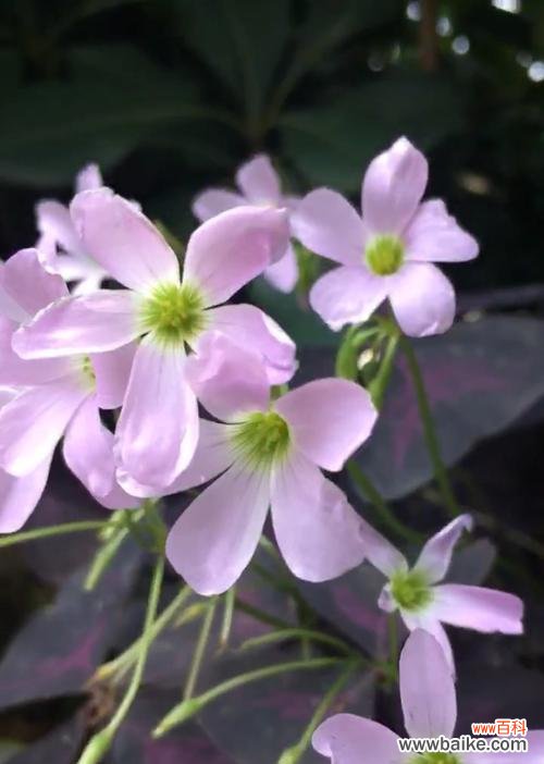 解析醡浆草花语的意义 醡浆草花语与其象征的美好生活