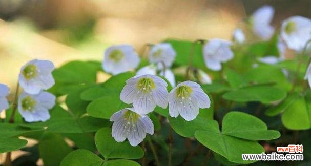 解析醡浆草花语的意义 醡浆草花语与其象征的美好生活