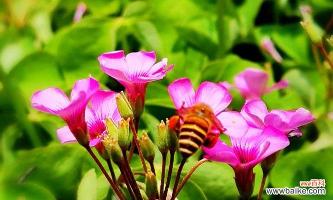 解析醡浆草花语的意义 醡浆草花语与其象征的美好生活